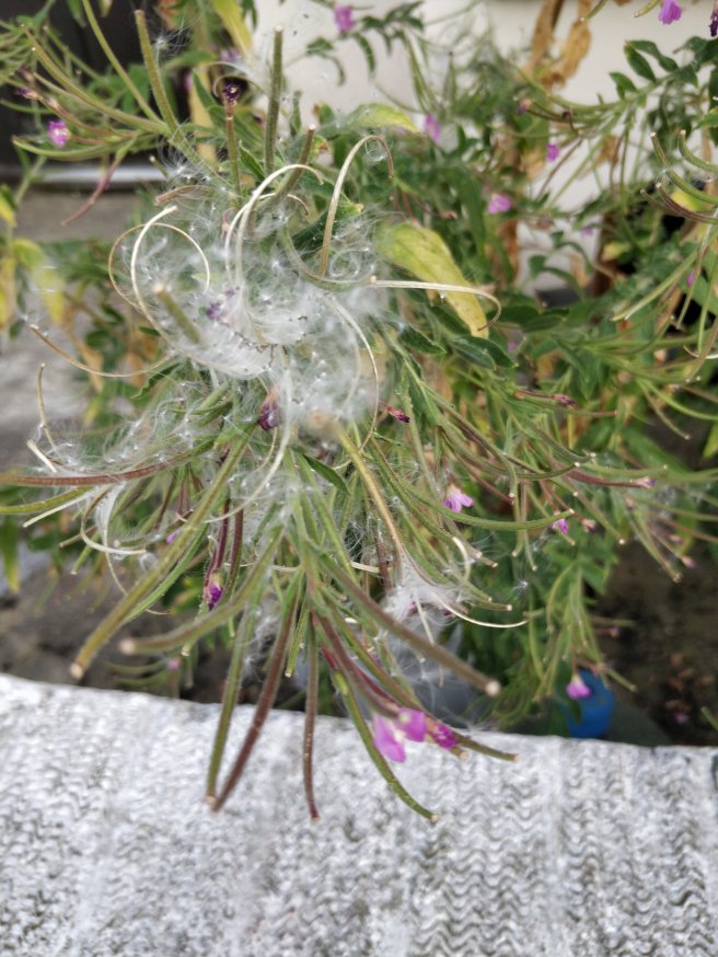 Closeup of plant with fuzzy white stuff and pink flowers